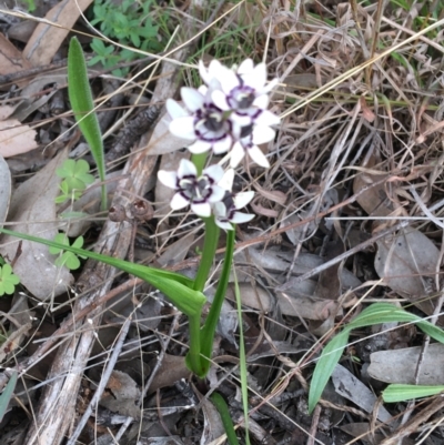 Wurmbea dioica subsp. dioica (Early Nancy) at O'Connor, ACT - 12 Sep 2021 by Ned_Johnston