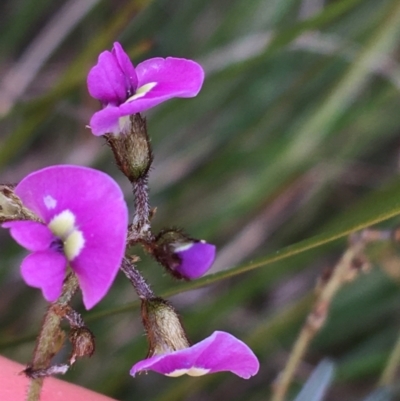 Glycine clandestina (Twining Glycine) at O'Connor, ACT - 12 Sep 2021 by NedJohnston