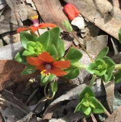 Lysimachia arvensis (Scarlet Pimpernel) at Acton, ACT - 12 Sep 2021 by Ned_Johnston
