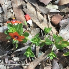 Lysimachia arvensis at Acton, ACT - 12 Sep 2021 12:27 PM