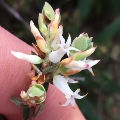 Brachyloma daphnoides (Daphne Heath) at Acton, ACT - 12 Sep 2021 by Ned_Johnston