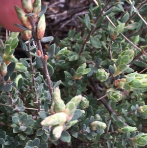 Brachyloma daphnoides at Acton, ACT - 12 Sep 2021