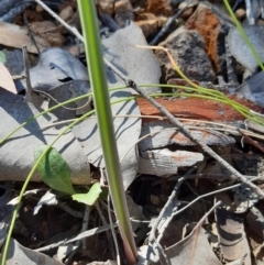 Thelymitra (Genus) (Sun Orchid) at Downer, ACT - 14 Sep 2021 by mlech