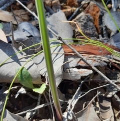 Thelymitra sp. (A Sun Orchid) at Downer, ACT - 14 Sep 2021 by mlech