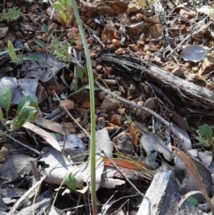 Thelymitra sp. at Downer, ACT - 14 Sep 2021