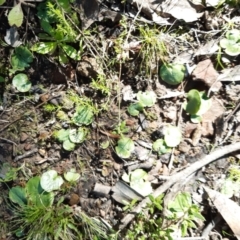 Corysanthes sp. (A Helmet Orchid) at Downer, ACT - 14 Sep 2021 by mlech