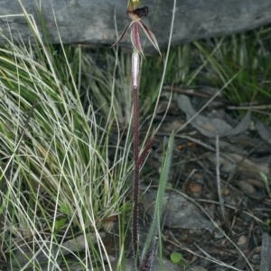 Caladenia actensis at suppressed - 14 Sep 2021