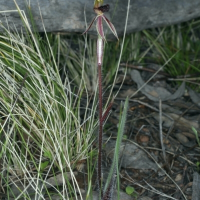 Caladenia actensis (Canberra Spider Orchid) at Downer, ACT by jb2602