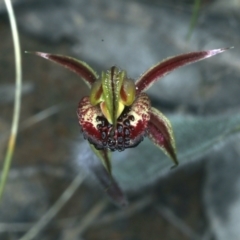 Caladenia actensis at suppressed - 14 Sep 2021