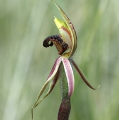 Caladenia actensis at suppressed - 14 Sep 2021