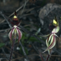 Caladenia actensis at suppressed - suppressed