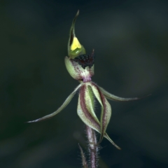 Caladenia actensis at suppressed - suppressed