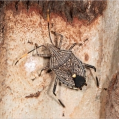 Theseus modestus (Gum tree shield bug) at Lanyon - northern section - 1 Jan 2020 by michaelb