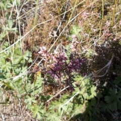 Lissanthe strigosa subsp. subulata (Peach Heath) at Conder, ACT - 14 Sep 2021 by jamesjonklaas