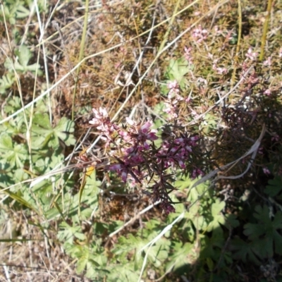 Lissanthe strigosa subsp. subulata (Peach Heath) at Tuggeranong Hill - 14 Sep 2021 by jamesjonklaas