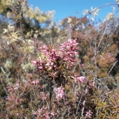 Lissanthe strigosa subsp. subulata at Conder, ACT - 14 Sep 2021