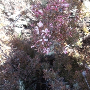 Lissanthe strigosa subsp. subulata at Conder, ACT - 14 Sep 2021