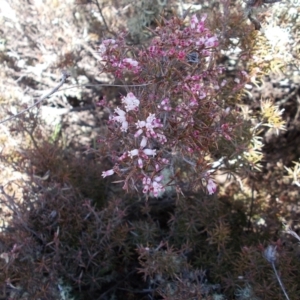 Lissanthe strigosa subsp. subulata at Conder, ACT - 14 Sep 2021