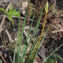 Bulbine glauca (Rock Lily) at Tennent, ACT - 1 Sep 2021 by michaelb