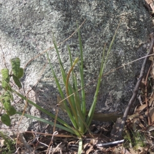 Bulbine glauca at Tennent, ACT - 1 Sep 2021 12:24 PM