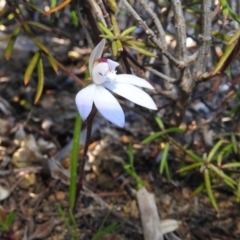 Caladenia fuscata (Dusky Fingers) at Stromlo, ACT - 14 Sep 2021 by HelenCross