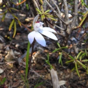 Caladenia fuscata at Stromlo, ACT - 15 Sep 2021