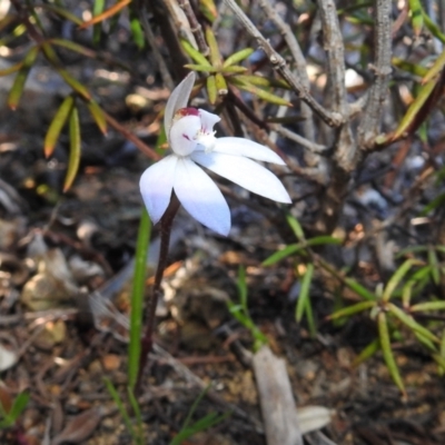 Caladenia fuscata (Dusky Fingers) at Stromlo, ACT - 15 Sep 2021 by HelenCross