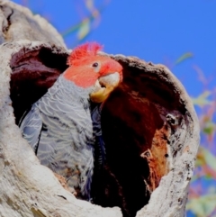 Callocephalon fimbriatum (Gang-gang Cockatoo) at Symonston, ACT - 13 Sep 2021 by AMFedoruk