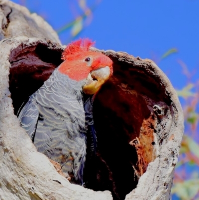 Callocephalon fimbriatum (Gang-gang Cockatoo) at Symonston, ACT - 13 Sep 2021 by AMFedoruk