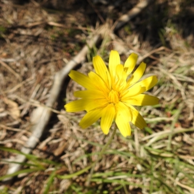 Microseris walteri (Yam Daisy, Murnong) at Stromlo, ACT - 14 Sep 2021 by HelenCross