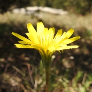 Microseris walteri at Stromlo, ACT - 15 Sep 2021