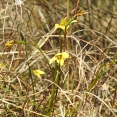 Diuris chryseopsis (Golden Moth) at Stromlo, ACT - 15 Sep 2021 by HelenCross