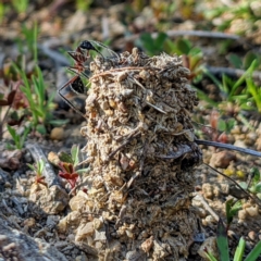 Camponotus intrepidus (Flumed Sugar Ant) at Bullen Range - 14 Sep 2021 by HelenCross
