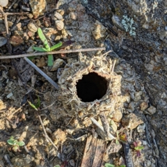 Camponotus intrepidus at Stromlo, ACT - 15 Sep 2021