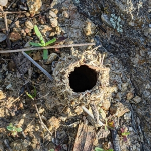 Camponotus intrepidus at Stromlo, ACT - 15 Sep 2021 08:48 AM