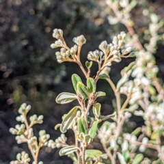 Pomaderris angustifolia (Pomaderris) at Bullen Range - 14 Sep 2021 by HelenCross