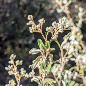 Pomaderris angustifolia at Stromlo, ACT - 15 Sep 2021