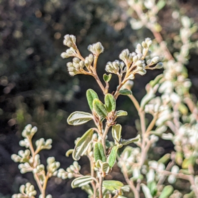 Pomaderris angustifolia (Pomaderris) at Stromlo, ACT - 14 Sep 2021 by HelenCross