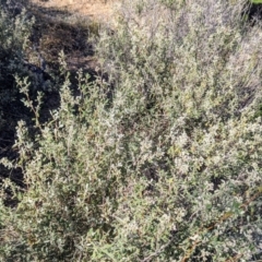 Pomaderris angustifolia at Stromlo, ACT - 15 Sep 2021 09:08 AM