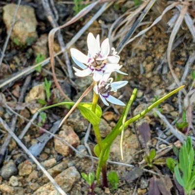 Wurmbea dioica subsp. dioica (Early Nancy) at Stromlo, ACT - 14 Sep 2021 by HelenCross