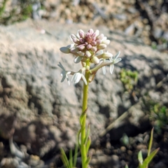 Stackhousia monogyna (Creamy Candles) at Kambah, ACT - 15 Sep 2021 by HelenCross
