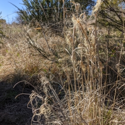 Phragmites australis (Common Reed) at Stromlo, ACT - 15 Sep 2021 by HelenCross