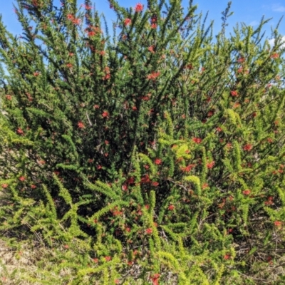 Grevillea juniperina subsp. fortis (Grevillea) at Stromlo, ACT - 14 Sep 2021 by HelenCross