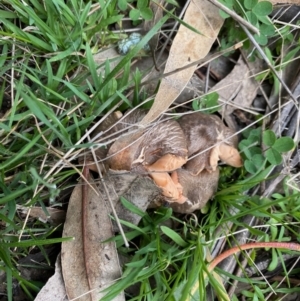 zz agaric (stem; gills not white/cream) at Hughes, ACT - 12 Sep 2021