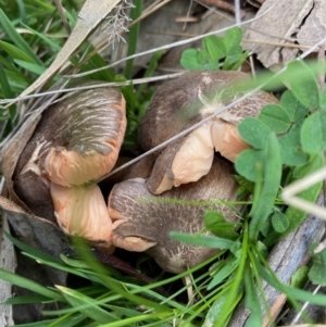 zz agaric (stem; gills not white/cream) at Hughes, ACT - 12 Sep 2021