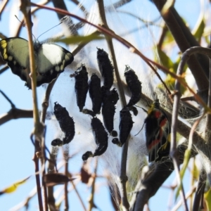 Delias harpalyce at Tuggeranong DC, ACT - suppressed