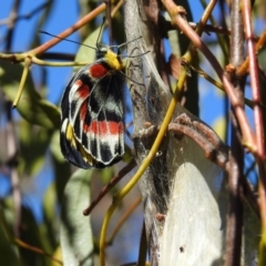 Delias harpalyce at Tuggeranong DC, ACT - suppressed