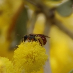 Lasioglossum (Homalictus) punctatus (A halictid bee) at Deakin, ACT - 15 Sep 2021 by LisaH