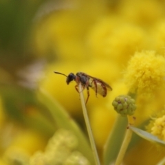 Lasioglossum (Homalictus) punctatum at Deakin, ACT - 15 Sep 2021 12:59 PM