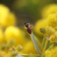 Lasioglossum (Homalictus) punctatum at Deakin, ACT - 15 Sep 2021 12:59 PM